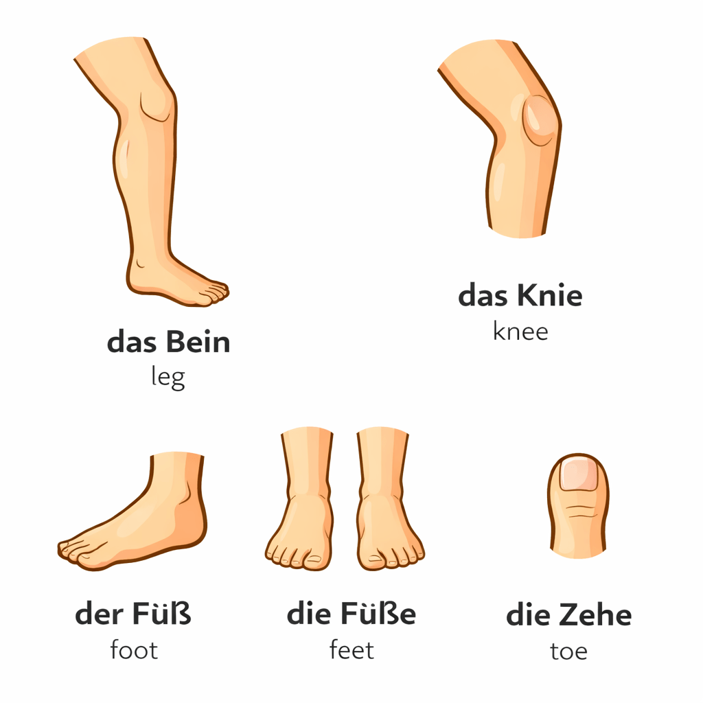 Vector image of lower body parts in German