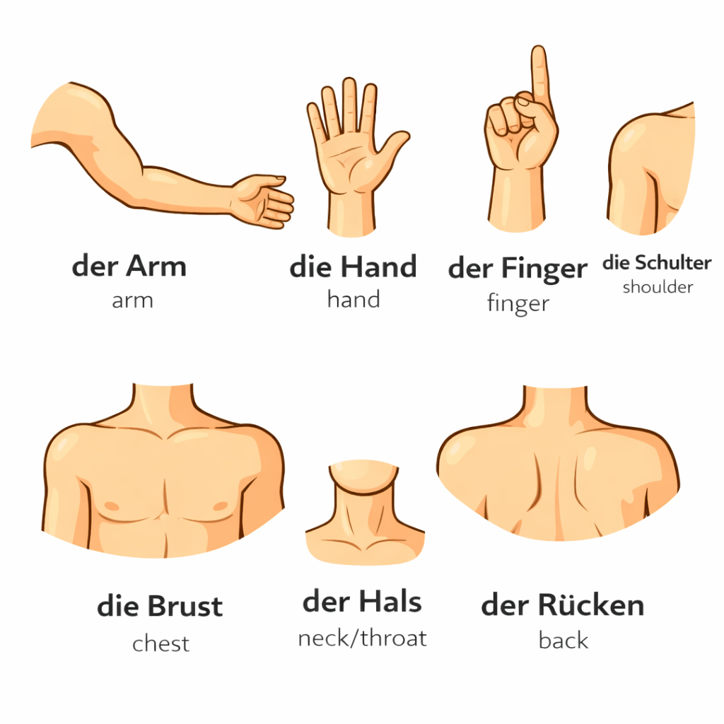 upper body part names in German