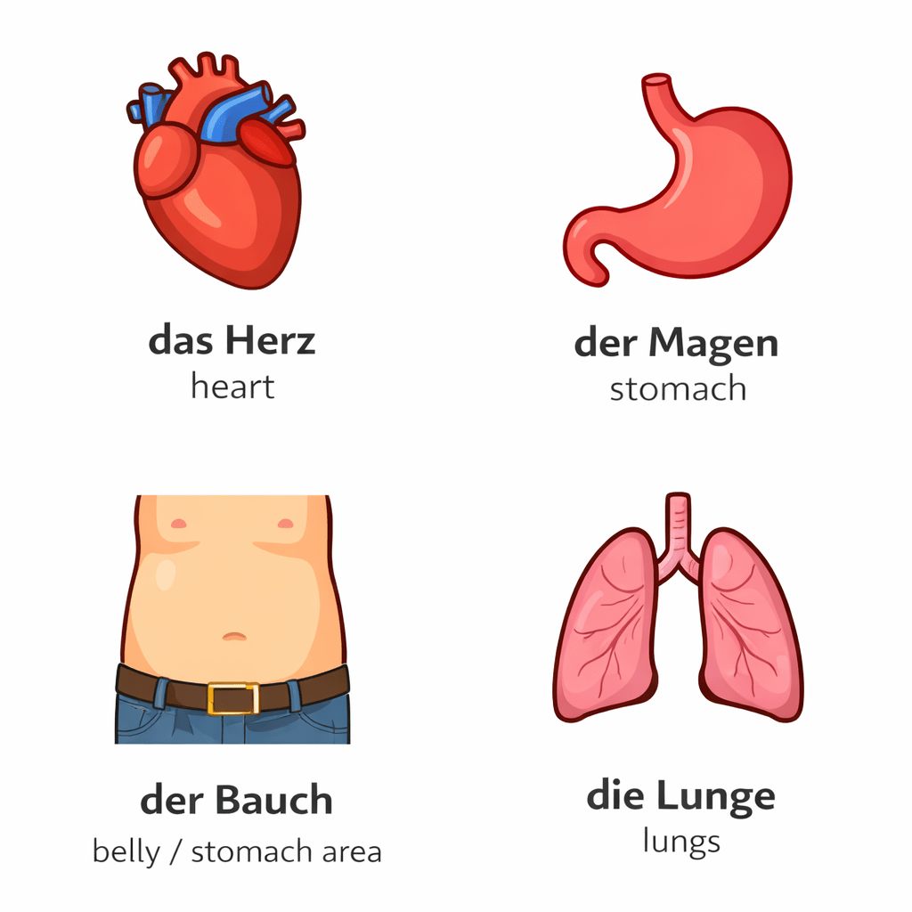 German Body Parts Beginner Vocabulary With Example Sentences German Body Parts Beginner Vocabulary With Example Sentences